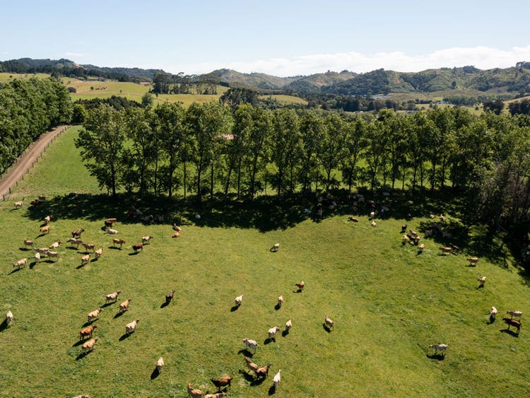 The importance of homegrown feed in New Zealand